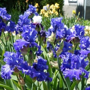 all about blue1 (2)